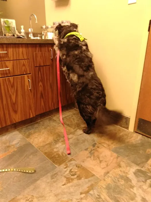 Skyview Animal Clinic Picture 5