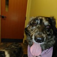 Skyview Animal Clinic ico