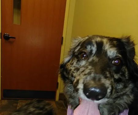 Skyview Animal Clinic