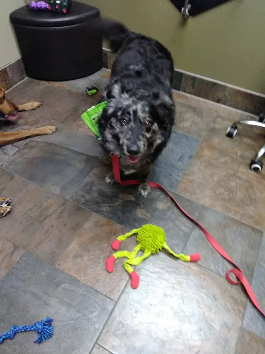 Skyview Animal Clinic Picture 2