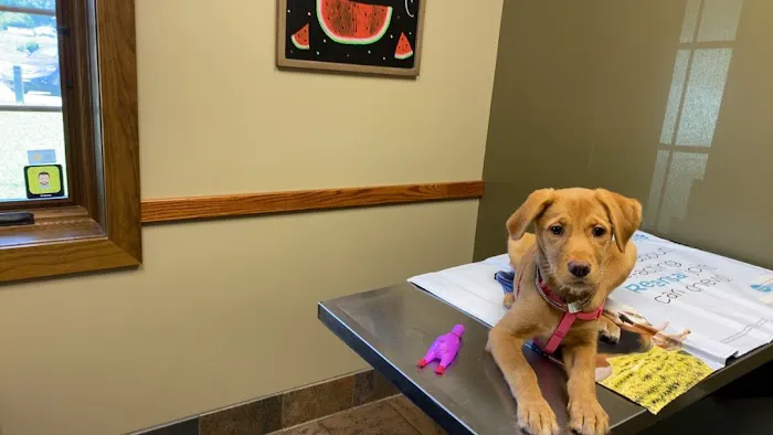 Skyview Animal Clinic: Foutz Christi DVM Picture 1