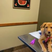 Skyview Animal Clinic: Foutz Christi DVM ico