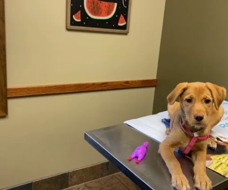 Skyview Animal Clinic: Foutz Christi DVM