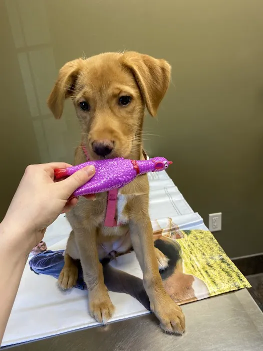 Skyview Animal Clinic: Foutz Christi DVM Picture 2