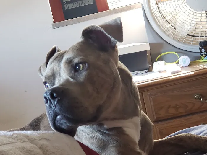 Martin Veterinary Hospital, LLC Picture 1