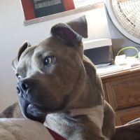 Martin Veterinary Hospital, LLC ico