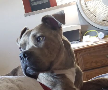 Martin Veterinary Hospital, LLC