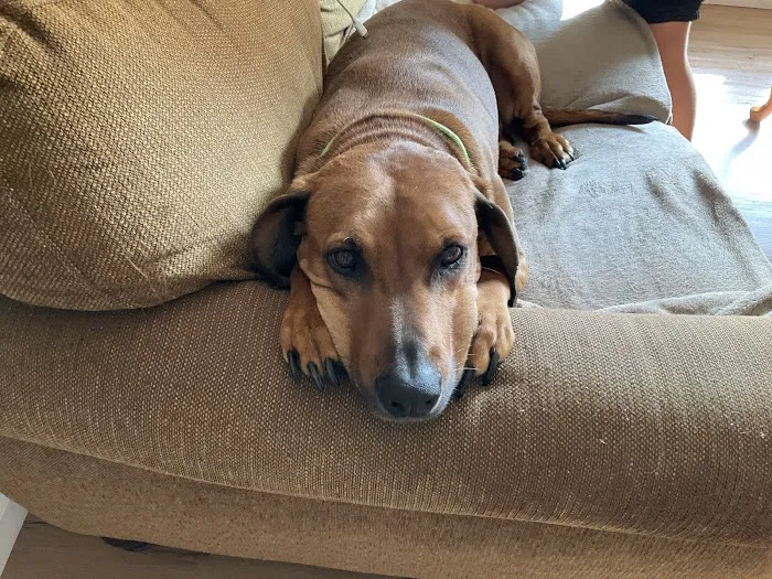 Martin Veterinary Hospital, LLC Picture 6