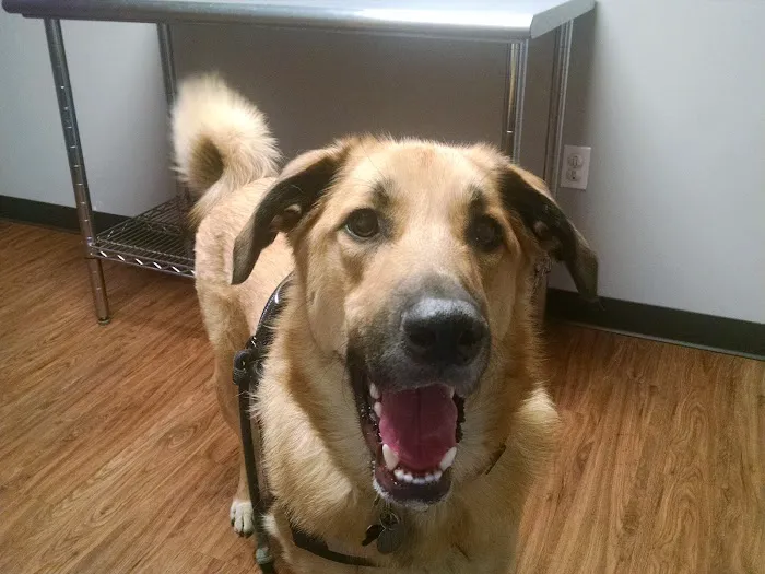 Martin Veterinary Hospital, LLC Picture 2