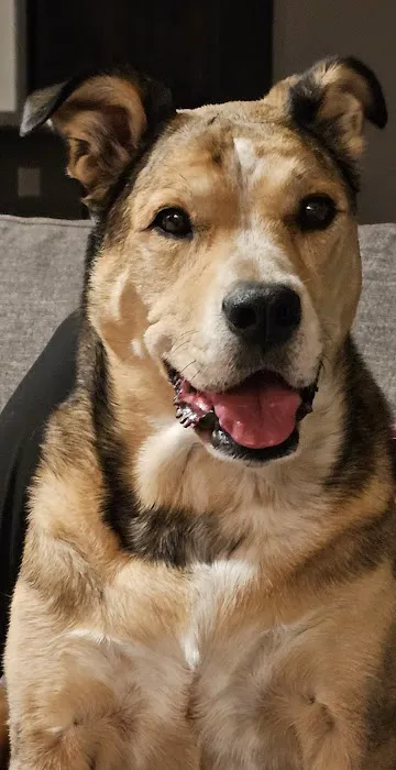 Martin Veterinary Hospital, LLC Picture 5