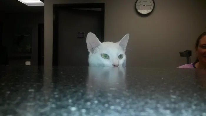 Martin Veterinary Hospital, LLC Picture 10