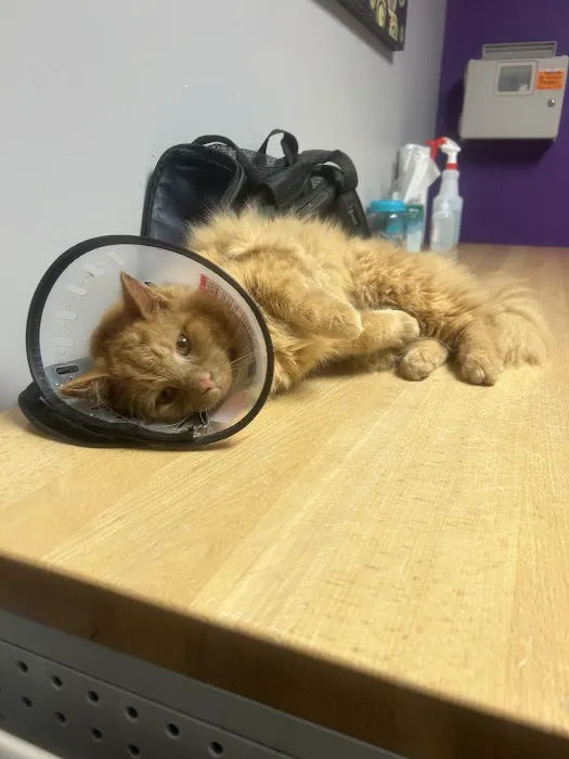 Martin Veterinary Hospital, LLC Picture 8