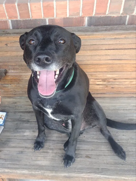 Martin Veterinary Hospital, LLC Picture 7