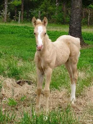 Hillsboro Veterinary Service, LLC Picture 3