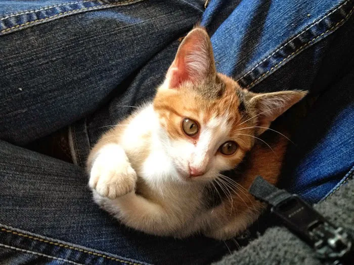 Hillsboro Veterinary Service, LLC Picture 1