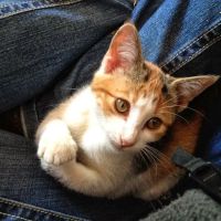 Hillsboro Veterinary Service, LLC ico