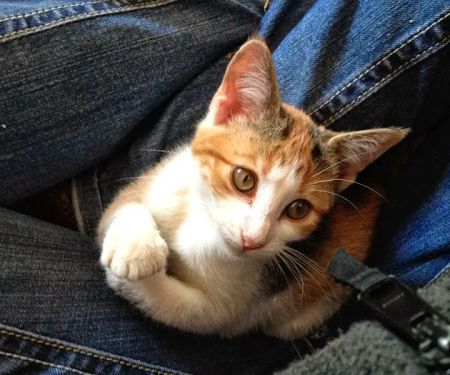 Hillsboro Veterinary Service, LLC