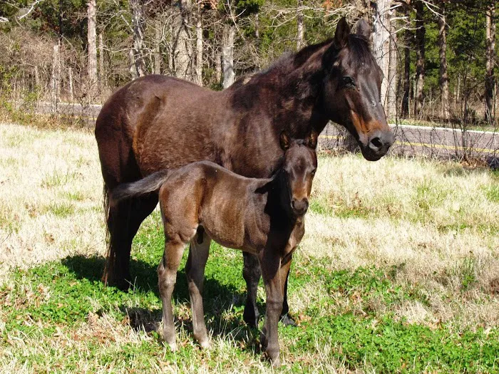 Hillsboro Veterinary Service, LLC Picture 6