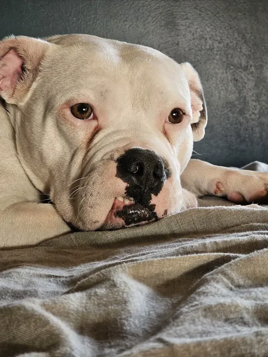 Imperial Animal Hospital, LLC Picture 3