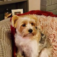 Imperial Animal Hospital, LLC ico