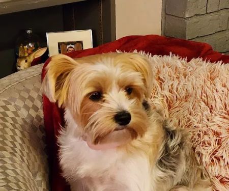 Imperial Animal Hospital, LLC