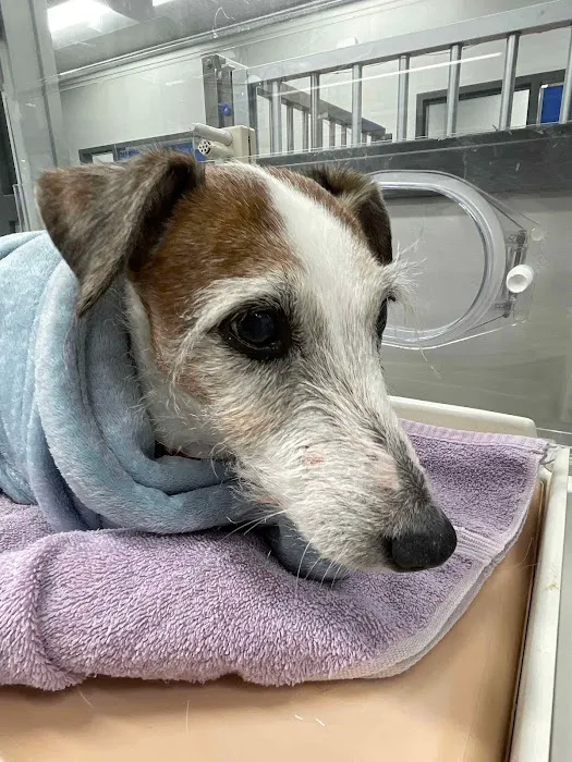 Imperial Animal Hospital, LLC Picture 8