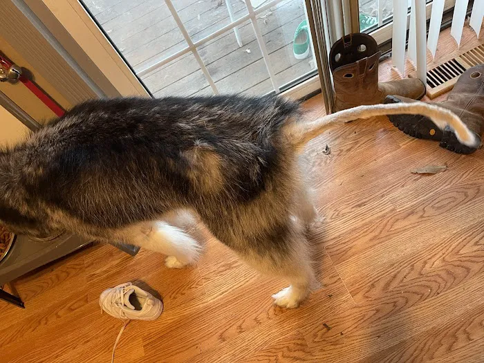 Imperial Animal Hospital, LLC Picture 7