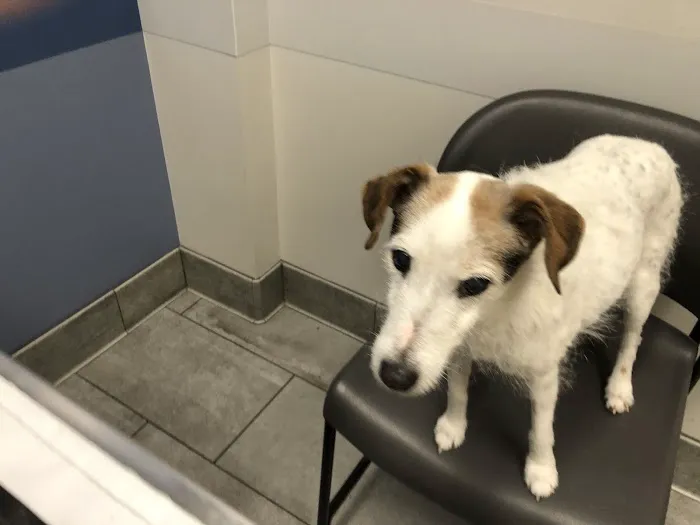 Imperial Animal Hospital, LLC Picture 5