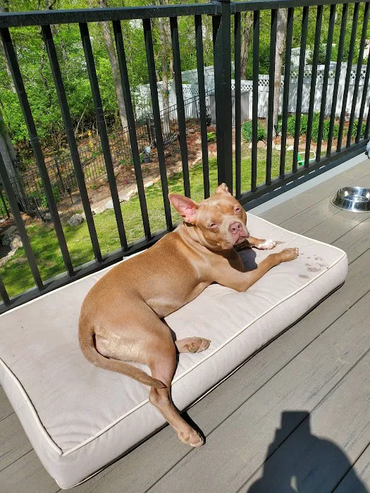 Imperial Animal Hospital Pet Lodge and Grooming Picture 5