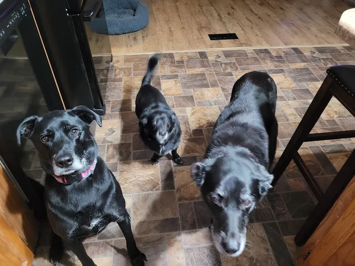 Imperial Animal Hospital Pet Lodge and Grooming Picture 4