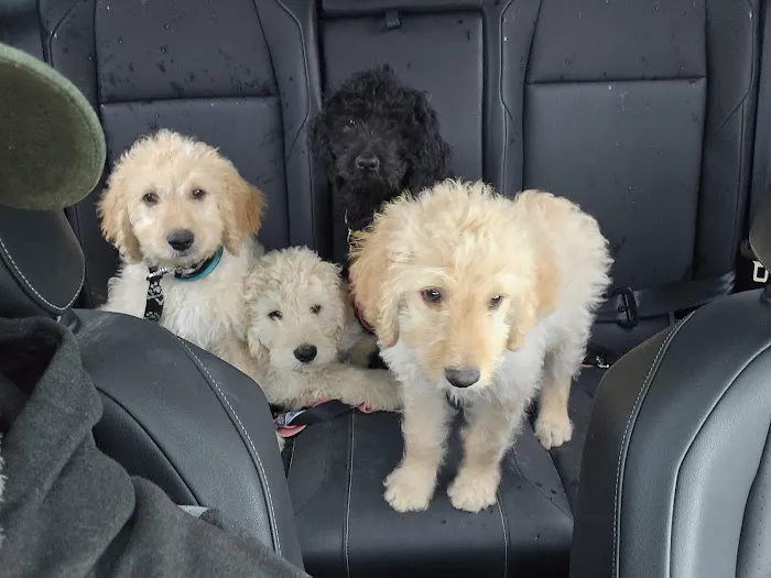 Imperial Animal Hospital Pet Lodge and Grooming Picture 3