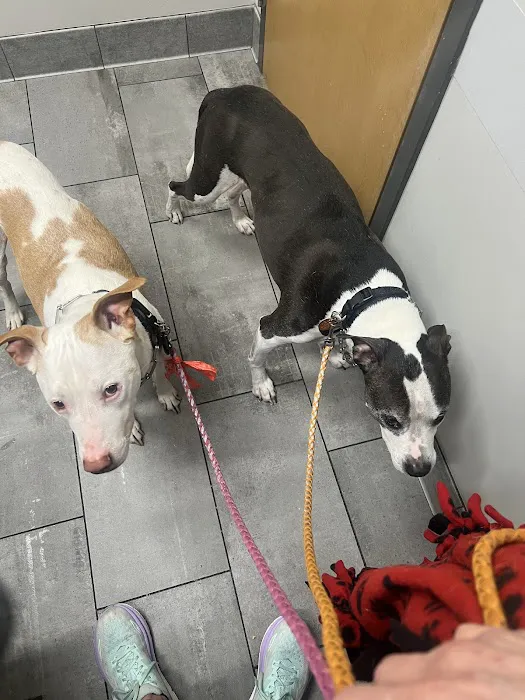 Imperial Animal Hospital Pet Lodge and Grooming Picture 9