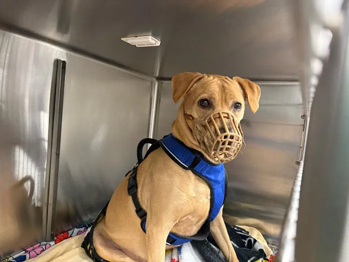 Imperial Animal Hospital Pet Lodge and Grooming Picture 8