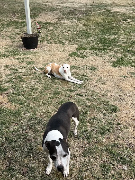 Imperial Animal Hospital Pet Lodge and Grooming Picture 7