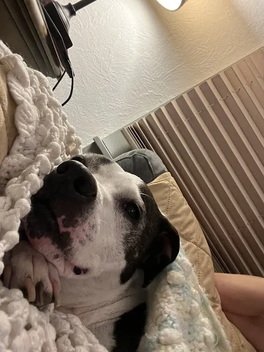 Imperial Animal Hospital Pet Lodge and Grooming Picture 10