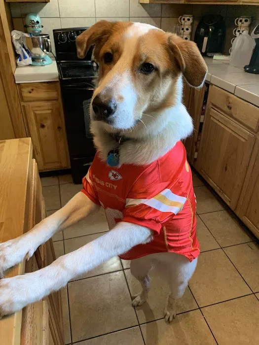 Animal Medical Ctr of Park Hills Picture 1