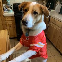 Animal Medical Ctr of Park Hills ico