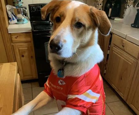 Animal Medical Ctr of Park Hills