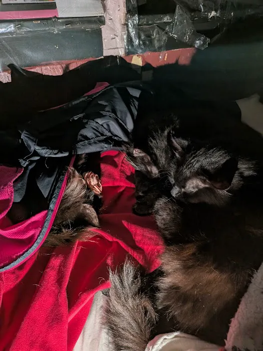 Animal Medical Ctr of Park Hills Picture 4