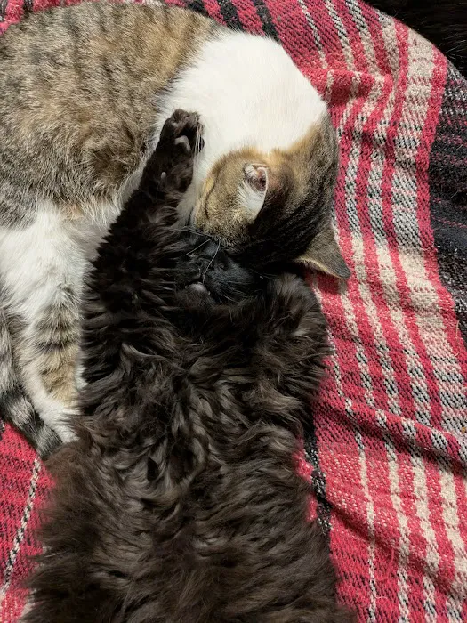 Animal Medical Ctr of Park Hills Picture 3