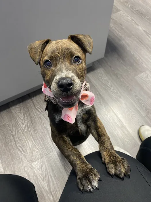 Animal Medical Ctr of Park Hills Picture 6