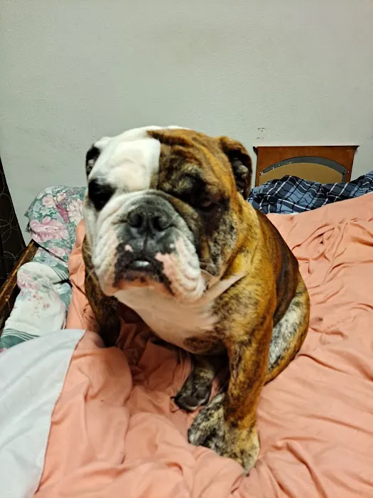 Animal Medical Ctr of Park Hills Picture 7