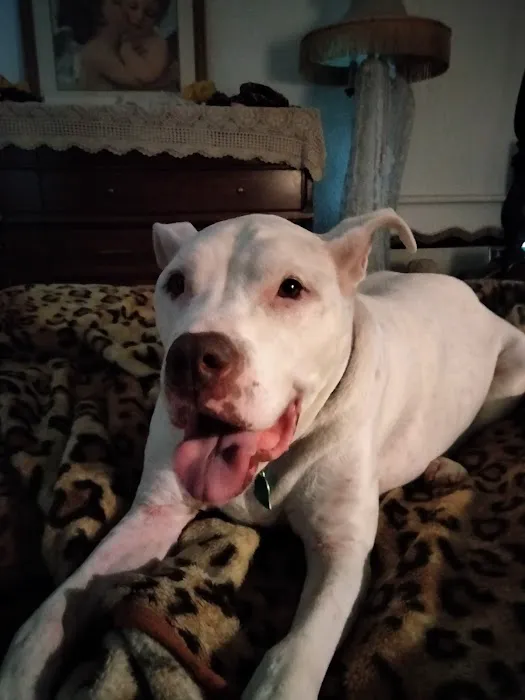 Animal Medical Ctr of Park Hills Picture 9