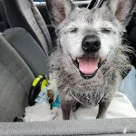 Weber Road Veterinary Clinic