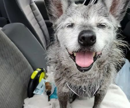 Weber Road Veterinary Clinic