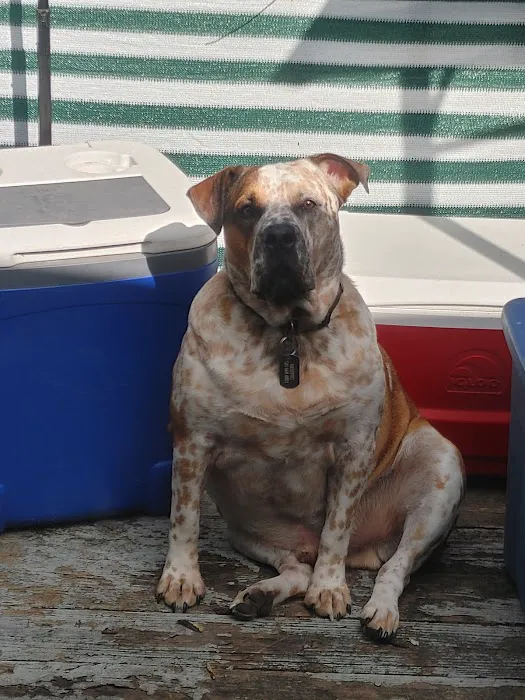 Weber Road Veterinary Clinic Picture 2