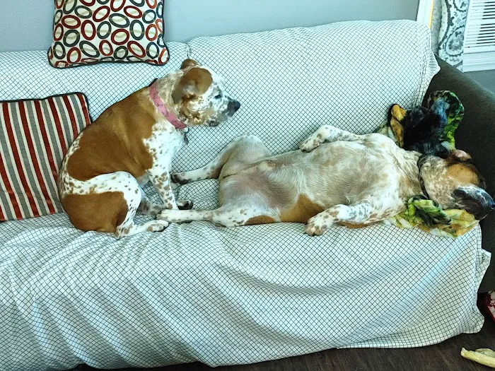 Weber Road Veterinary Clinic Picture 3