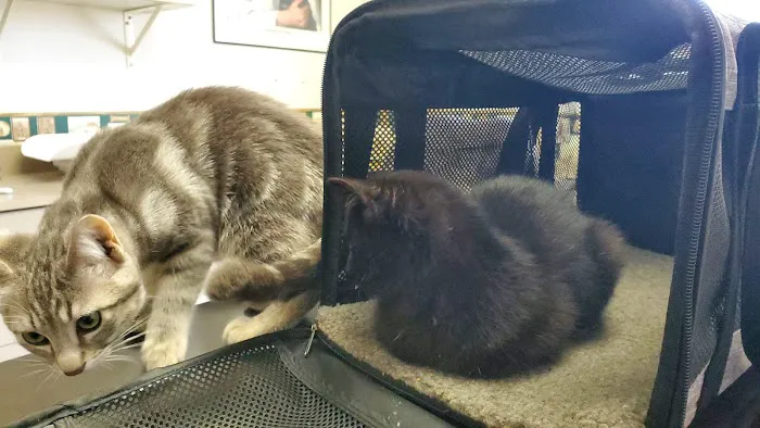 Weber Road Veterinary Clinic Picture 8