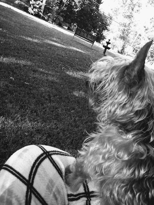 McNeill James DVM Picture 1