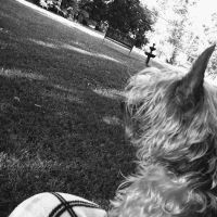 McNeill James DVM ico